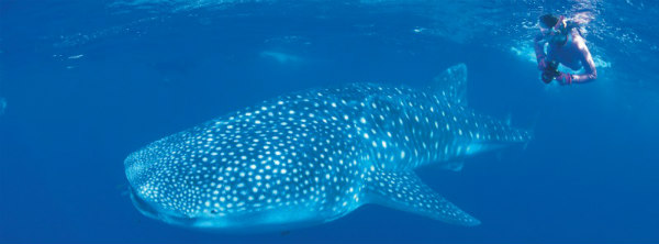 Exmouth Whale Shark fit